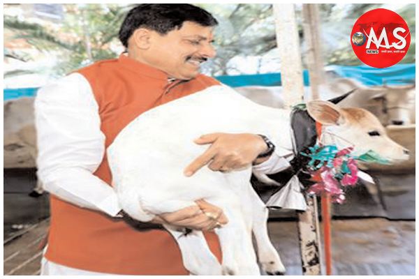 मध्यप्रदेश में दुग्ध उत्पादन से दोगुनी होगी पशुपालक किसानों की आय : मुख्यमंत्री