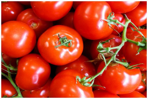 madhya pradesh is number one in tomato production in the country