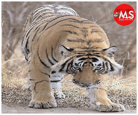 एमपी से चीन तक फैला बाघ की हड्डियों का काला कारोबार