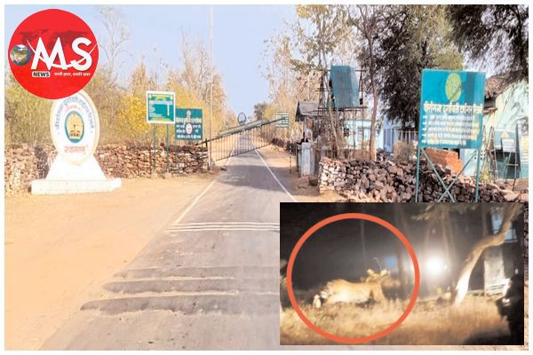 लगातार मूवमेंट कर नए ठिकाने की तलाश करते बाघ