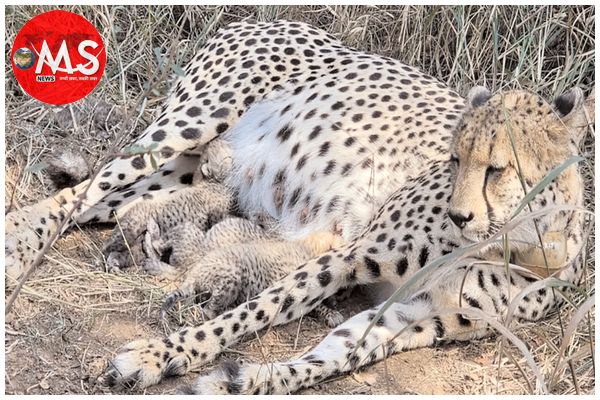 गामिनी तीन नहीं चार शावकों की मां बनी थी