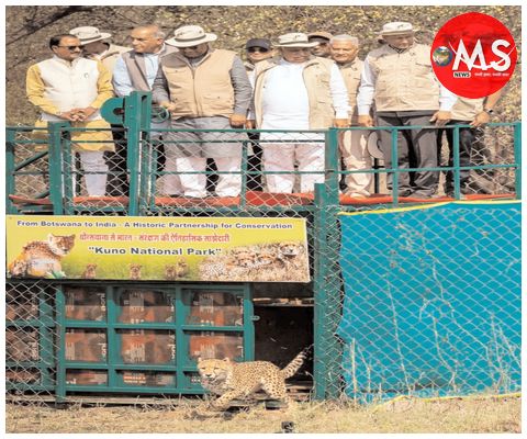 बोत्सवाना से कूनो नेशनल पार्क पहुंचे 9 चीते