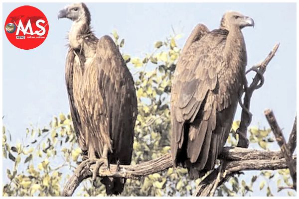 दुर्गावती टाइगर रिजर्व में 951 गिद्ध की गणना