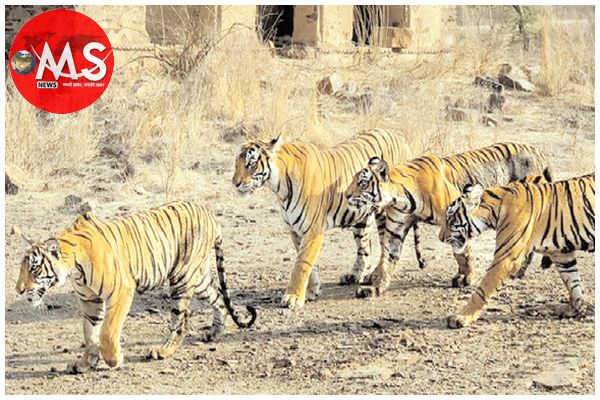 मप्र में घटते जंगल, मुश्किल में टाइगर की जान, प्रदेश में 371 वर्ग किलोमीटर जंगल हो गया कम