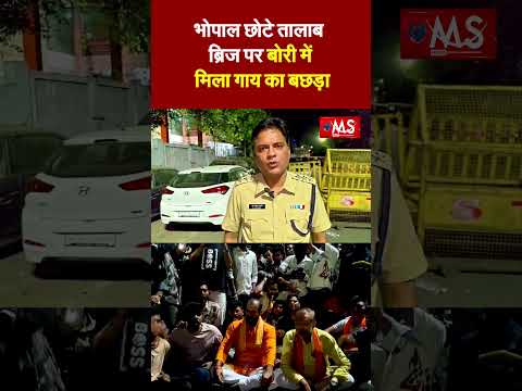 मंदिर के बाहर बोरे में बंद मिला मवेशी का अवशेष:भोपाल में हिंदू संगठनों ने किया चक्काजाम,