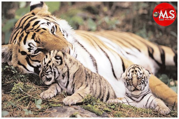 आंध्र प्रदेश और झारखंड में बाघों की फैमिली बसाएगा मप्र