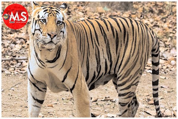 खतराः मप्र के दो टाइगर टाइगर रिजर्व गंभीर वायरस की जद में