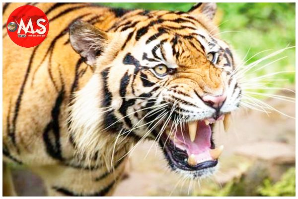 बाघ ने महिला के बाद युवक को बनाया शिकार, मौत
