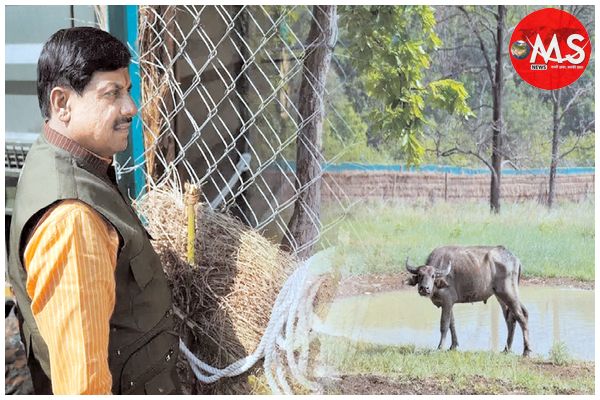 150 साल बाद जंगली भैसों की कान्हा में आमद