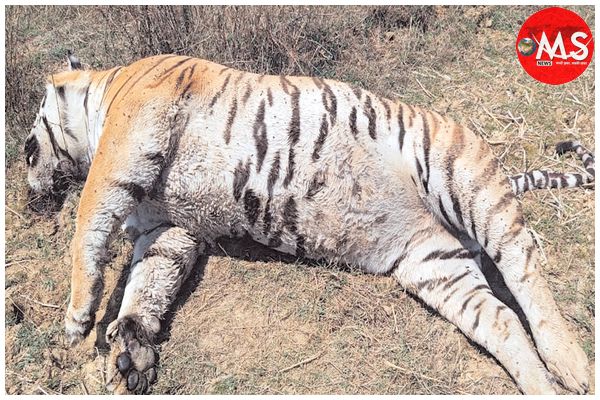 5 बाघों की मौतों के बाद वन विभाग पर उठे सवाल