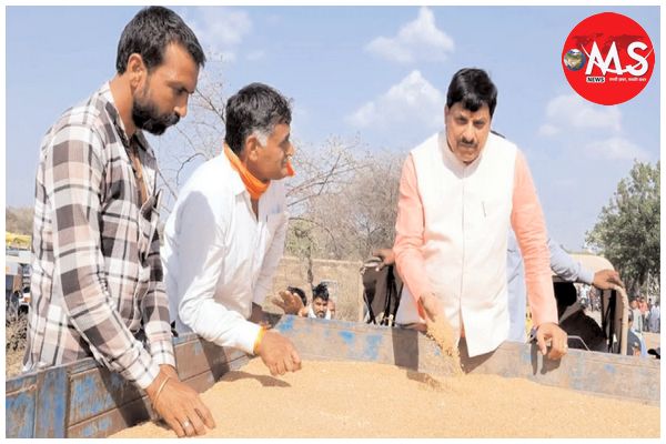 अन्नदाता ने उगाई फसल बम्पर- सरकार खरीदी में 1 नंबर