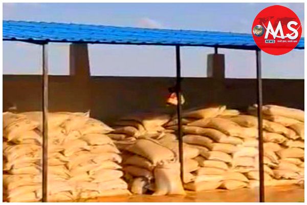 गेहूं खरीदी का बड़ा घोटाला, वेयरहाउस में जांच के दौरान खुली पोल