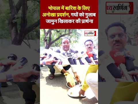 भोपाल में बारिश के लिए अनोखा प्रदर्शन, गधों को गुलाब जामुन खिलाकर की प्रार्थना
