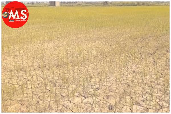 अलनीनो से प्रभावित जिला घोषित रतलाम